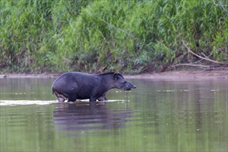 Baird's tapir (Tapirus bairdii)