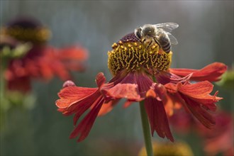Honey bees (Apis mellifera) in nectar search