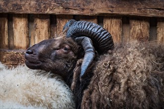 Brown Sheep with two horn pairs