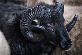 Black sheep with twisted horns