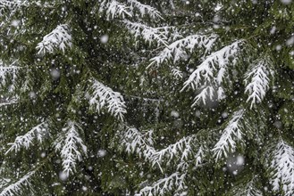 Fir branches in snow storm