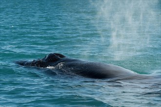 Humpback Whale (Megaptera novaeangliae) blowing