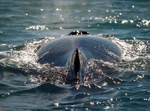 Humpback whale (Megaptera novaeangliae) swimming