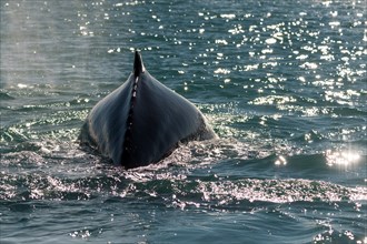 Humpback whale (Megaptera novaeangliae) diving
