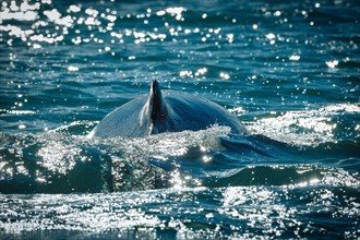 Humpback whale (Megaptera novaeangliae) diving
