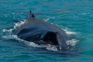 Humpback whale (Megaptera novaeangliae) swimming