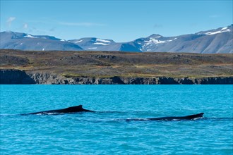 Swimming humpback whales (Megaptera novaeangliae)