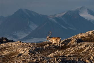 Svalbard reindeer (Rangifer tarandus platyrhynchus) in front of mountain scenery