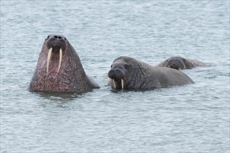 Walruses (Odobenus rosmarus) in water