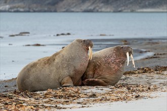 Two Walruses (Odobenus rosmarus)