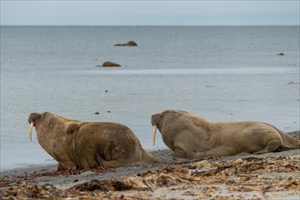 Two Walruses (Odobenus rosmarus) on the beach