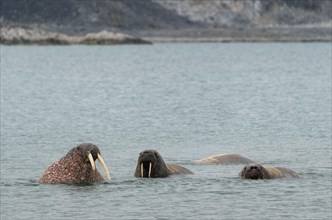 Walruses (Odobenus rosmarus) in water