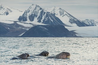 Three Walruses (Odobenus rosmarus) in the water