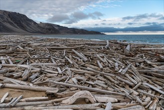 Driftwood