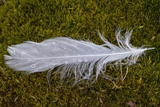 Dew drops on a white bird feather in the moss