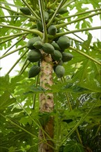 Papaya tree (Carica papaya) with fruits