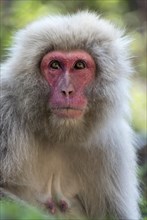 Japanese Macaque (Macaca fuscata)