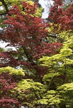 Green and red leaves of Fullmoon Maple (Acer japonicum)