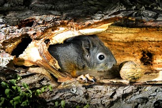 Squirrel (Sciurus vulgaris) in hollow tree trunk with nut