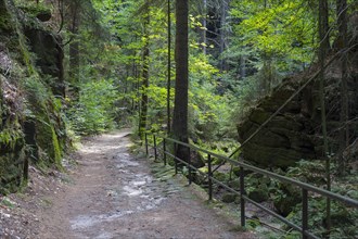 Malerweg hiking trail in Uttewalder Grund between Uttewalde and the town of Wehlen