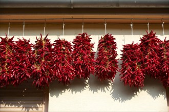Hungarian paprika (Capsicum annuum) being dried