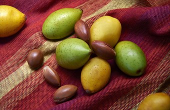Fresh Argan fruits and Argan nuts (Argania spinosa)