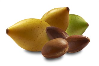 Fresh Argan fruits and Argan nuts (Argania spinosa)