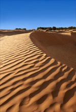 Sand dunes of Grand Erg Oriental near the oasis of Ksar Ghilane