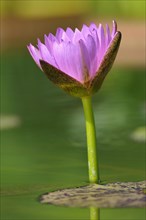 star lotus (Nymphaea nouchali) with pink blossom