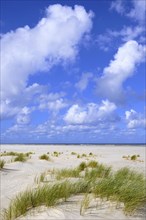 Coastal dune landscape the North Sea island of Juist