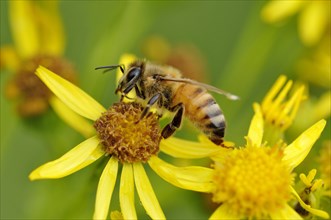 Bee (Apis) sits on lower of Common Ragwort (Senecio jacobaea)
