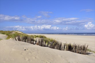 Birch twigs to protect dunes against drifts