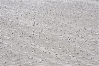 Sand drifts with broken mussels on the beach of the North Sea island of Juist