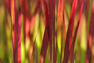 Japanese blood grass