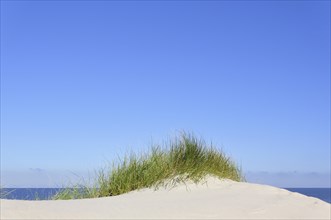 High Dune with beach grass (Ammophila arenaria)