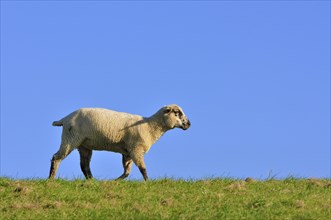 Domestic sheep (Ovis gmelini aries) runs on dike top