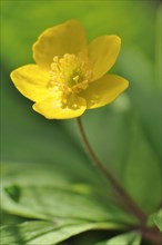 Yellow wood anemone or buttercup anemone (Anemone ranunculoides)