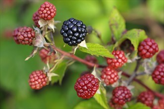 Blackberry (Rubus sectio Rubus)