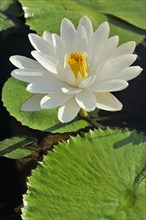 Water lily (Nymphaea sp.)