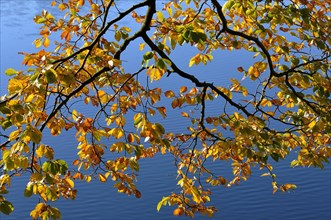 European beech (Fagus sylvatica)