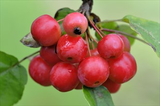 Crabapples (Malus sp.)