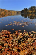 Autumn leaves floating on lake