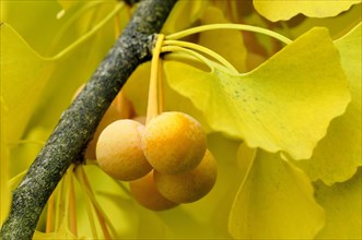 Ginkgo (Ginkgo biloba) branch with ripe fruit
