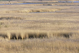 Common reeds (Phragmites australis)