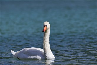 Mute swan (Cygnus olor) swims on the Dobbiaco Lake