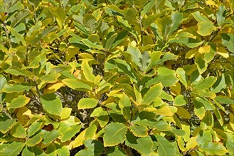 Pontine oak (Quercus pontica)