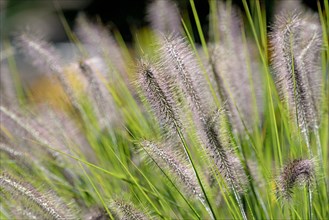 Dwarf Fountain Grass (Pennisetum alopecuroides)