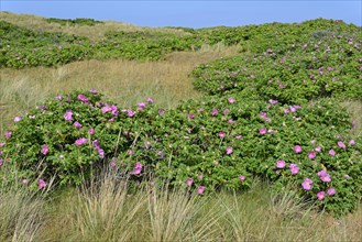 Dune landscape with blooming Rugosa roses (Rosa rugosa)
