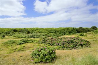 Dune landscape with blooming Rugosa roses (Rosa rugosa)