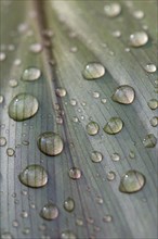 Leaf of a plant with raindrops